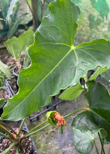 Load image into Gallery viewer, #RD37 Anthurium 'Twisted Veitchii'