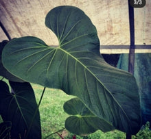 Load image into Gallery viewer, #8 Anthurium Pandurilaminum x