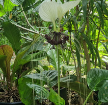 Load image into Gallery viewer, #39 Tacca Integrifolia - Pure White Bat Plant