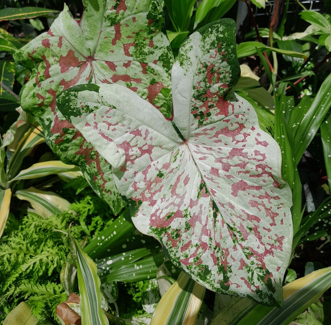 #R9 Caladium - Multiple in Pot