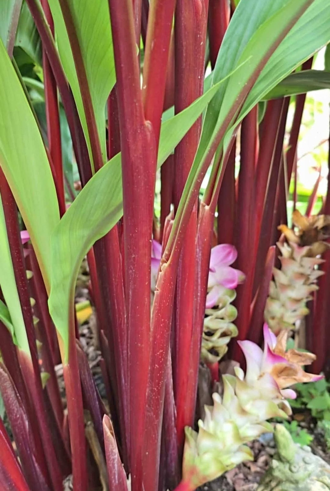 Curcuma Rubescens 'Ruby Ginger' - RHIZOME