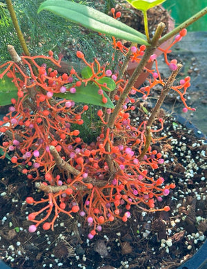 #R447 Medinilla Succulenta