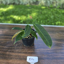 Load image into Gallery viewer, #D4 Three x Headed Philodendron Patriciae