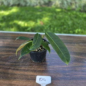 #D4 Three x Headed Philodendron Patriciae