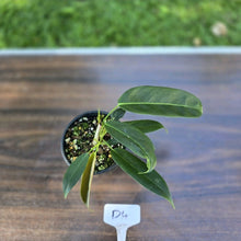 Load image into Gallery viewer, #D4 Three x Headed Philodendron Patriciae