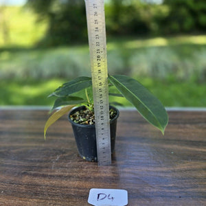 #D4 Three x Headed Philodendron Patriciae
