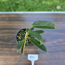 Load image into Gallery viewer, #D4 Three x Headed Philodendron Patriciae