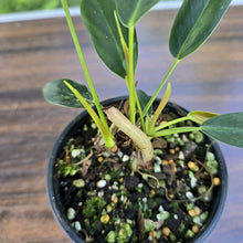 Load image into Gallery viewer, #D4 Three x Headed Philodendron Patriciae