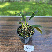Load image into Gallery viewer, #D4 Three x Headed Philodendron Patriciae