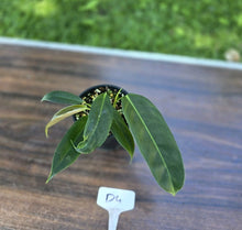 Load image into Gallery viewer, #D4 Three x Headed Philodendron Patriciae