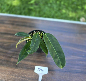 #D4 Three x Headed Philodendron Patriciae