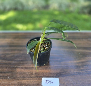 #D4 Three x Headed Philodendron Patriciae