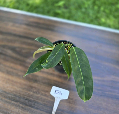 #D4 Three x Headed Philodendron Patriciae