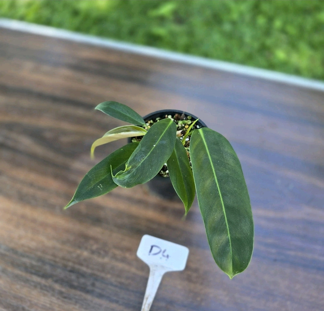 #D4 Three x Headed Philodendron Patriciae