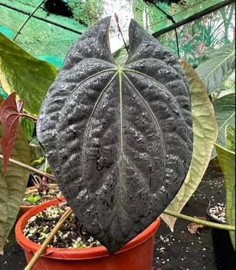 #D76 Anthurium Dark Complex x Luxurians