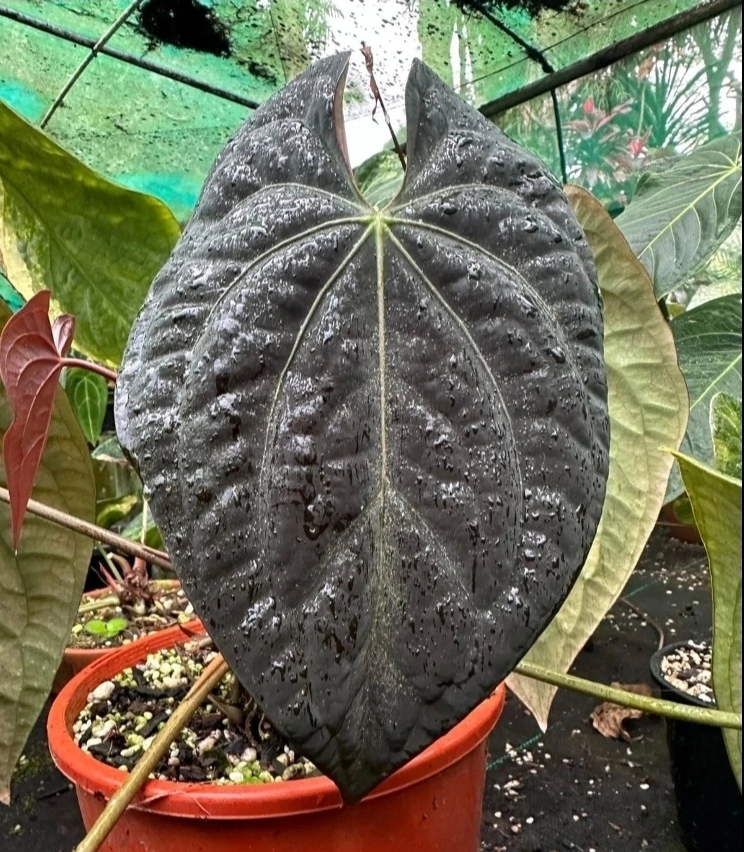 #D76 Anthurium Dark Complex x Luxurians
