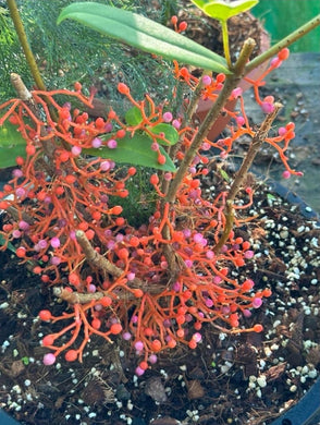#D14 Medinilla Succulenta