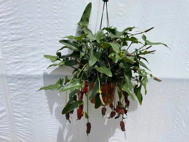#R45 Anthurium Sp. From Chapada Diamantina Brazil