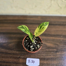 Load image into Gallery viewer, #B34 Philodendron Green Congo