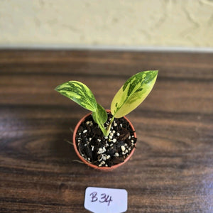 #B34 Philodendron Green Congo