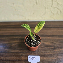 Load image into Gallery viewer, #B34 Philodendron Green Congo