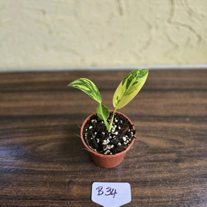 #B34 Philodendron Green Congo
