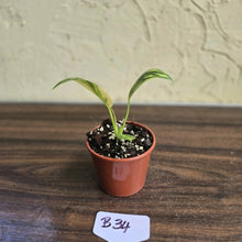 Load image into Gallery viewer, #B34 Philodendron Green Congo