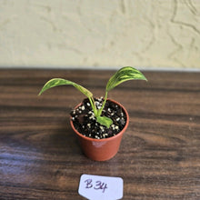Load image into Gallery viewer, #B34 Philodendron Green Congo