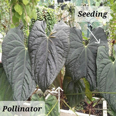 #R113 Anthurium Dark Complex