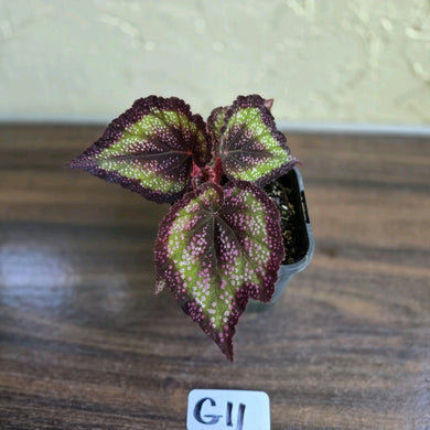 #G11 Begonia Unknown