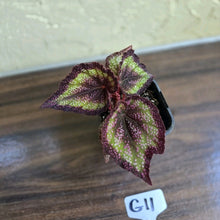 Load image into Gallery viewer, #G11 Begonia Unknown