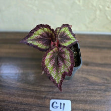 Load image into Gallery viewer, #G11 Begonia Unknown