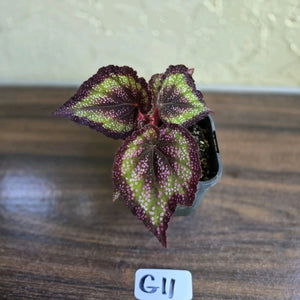 #G11 Begonia Unknown