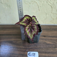 Load image into Gallery viewer, #G11 Begonia Unknown