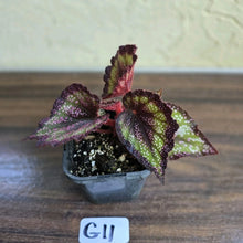 Load image into Gallery viewer, #G11 Begonia Unknown