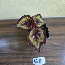Load image into Gallery viewer, #G11 Begonia Unknown