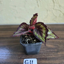 Load image into Gallery viewer, #G11 Begonia Unknown
