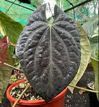 Load image into Gallery viewer, #R48 Anthurium Dark Complex x Luxurians