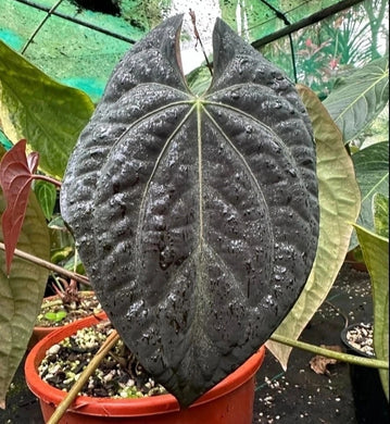 #R48 Anthurium Dark Complex x Luxurians