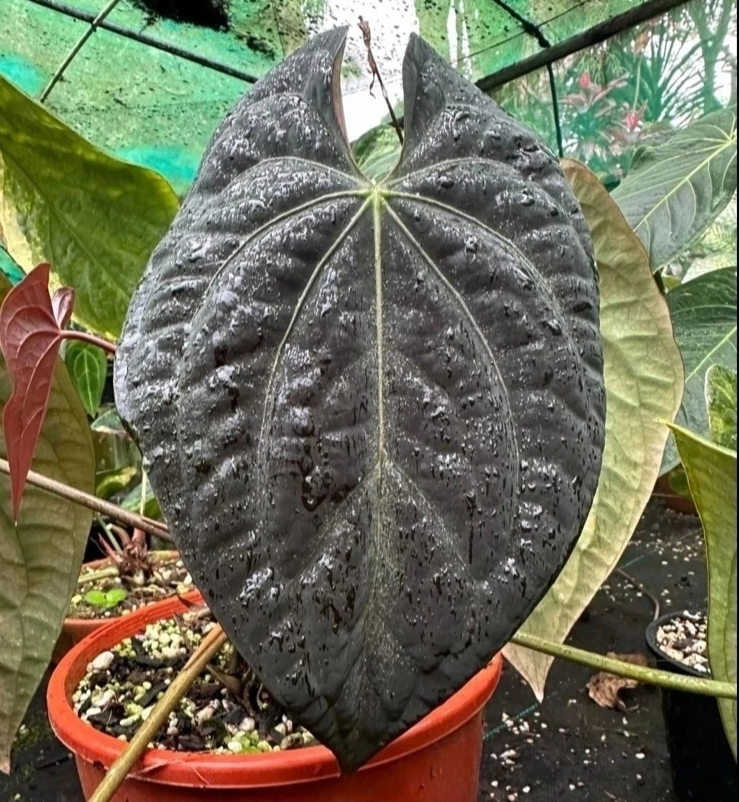 #R48 Anthurium Dark Complex x Luxurians