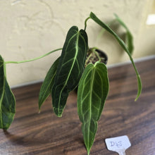 Load image into Gallery viewer, #D48 Two x Anthurium Warocqueanum - Dark Form