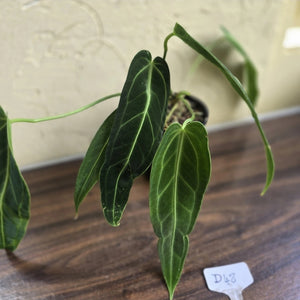 #D48 Two x Anthurium Warocqueanum - Dark Form