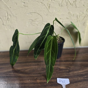 #D48 Two x Anthurium Warocqueanum - Dark Form