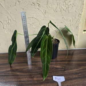 #D48 Two x Anthurium Warocqueanum - Dark Form