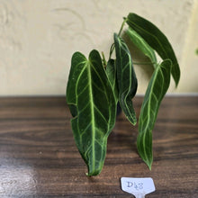 Load image into Gallery viewer, #D48 Two x Anthurium Warocqueanum - Dark Form