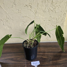 Load image into Gallery viewer, #D48 Two x Anthurium Warocqueanum - Dark Form