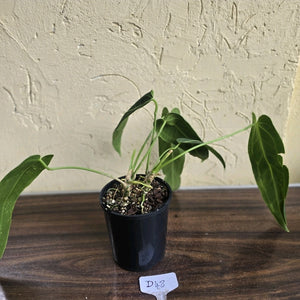#D48 Two x Anthurium Warocqueanum - Dark Form