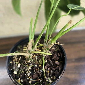 #D48 Two x Anthurium Warocqueanum - Dark Form