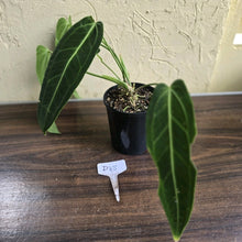 Load image into Gallery viewer, #D48 Two x Anthurium Warocqueanum - Dark Form