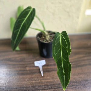 #D48 Two x Anthurium Warocqueanum - Dark Form